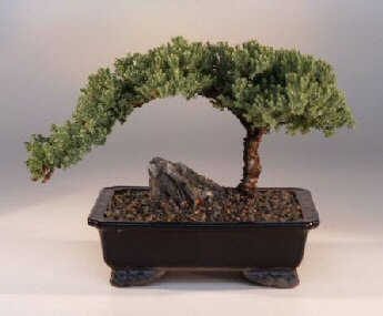 Bonsai Boy's ON THIS TREE Juniper Bonsai Tree - Large Juniper Procumbens nana