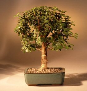bonsai boy's baby jade bonsai tree - medium portulacaria afra