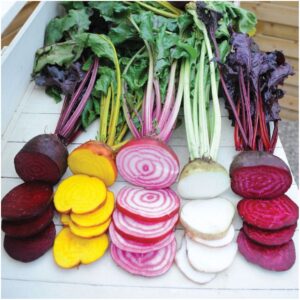 Seed Needs, 1,500+ Rainbow Beet Seed Mixture - 8 Variety Heirloom Mix (Beta vulgaris) Bulk Non-GMO