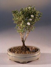 bonsai boy mount fuji serissa - small serissa foetida