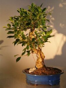 bonsai boy's ficus retusa golden coin bonsai tree curved trunk - extra large ficus retusa