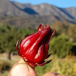 Hibiscus sabdariffa/Roselle Seeds - Pack of 30, Certified Organic, Non-GMO, Open Pollinated, Untreated Flower Seeds for Planting – from USA