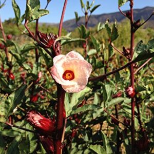 Hibiscus sabdariffa/Roselle Seeds - Pack of 30, Certified Organic, Non-GMO, Open Pollinated, Untreated Flower Seeds for Planting – from USA