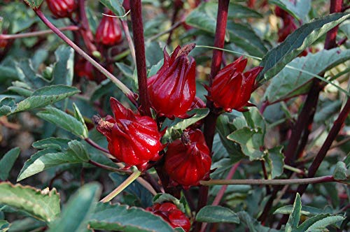 Hibiscus sabdariffa/Roselle Seeds - Pack of 30, Certified Organic, Non-GMO, Open Pollinated, Untreated Flower Seeds for Planting – from USA