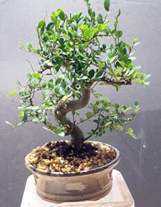 indoorbonsaiexotics imported chinese elm bonsai tree 12yrs old