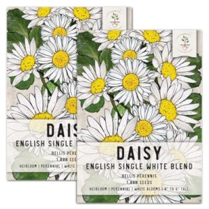 seed needs, white english daisy seeds - 1,000 heirloom seeds for planting bellis perennis (2 packs)