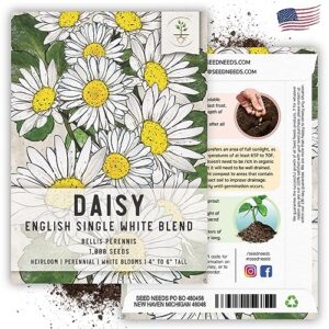 Seed Needs, White English Daisy Seeds - 1,000 Heirloom Seeds for Planting Bellis perennis (2 Packs)