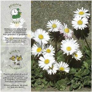 Seed Needs, White English Daisy Seeds - 1,000 Heirloom Seeds for Planting Bellis perennis (2 Packs)