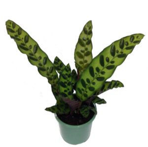 rattlesnake plant - calathea lancifolia - easy house plant - 4" pot