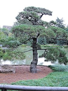 50 japanese black pine tree seeds, pinus thunbergii