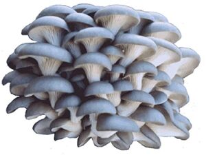 organic blue oyster mushroom growing kit