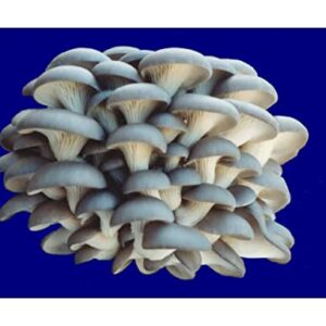 Organic Blue Oyster Mushroom Growing Kit