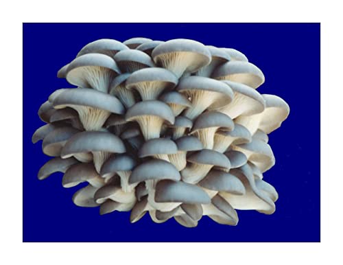 Organic Blue Oyster Mushroom Growing Kit