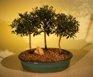 bonsai boy flowering brush cherry bonsai tree three 3 tree forest group eugenia myrtifolia