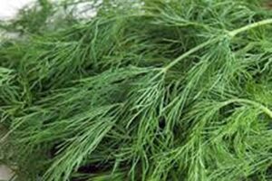 dill seed, bouquet, heirloom, non gmo, 25+ seeds, herb fresh or dried