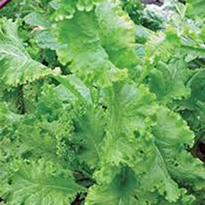 Mustard Greens Seed, Southern Giant, Heirloom, Non GMO, 25+ Seeds