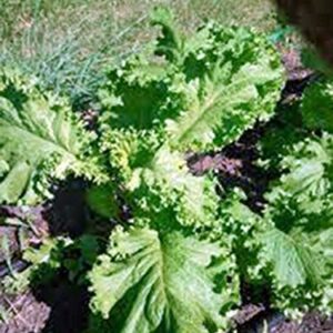 Mustard Greens Seed, Southern Giant, Heirloom, Non GMO, 25+ Seeds