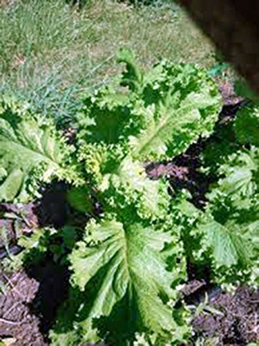 Mustard Greens Seed, Southern Giant, Heirloom, Non GMO, 25+ Seeds