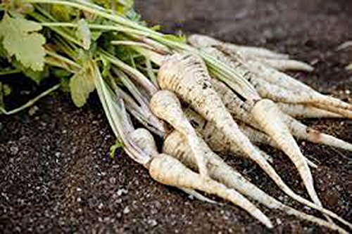 Parsnip, Harris Model, Heirloom, Non GMO, 50+ Seeds, Parsnip Seeds