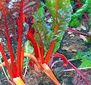 Swiss Chard Seeds,Swiss Chard, Rainbow, Heirloom, 25+Seeds, Non GMO