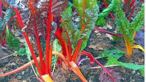 Swiss Chard Seeds,Swiss Chard, Rainbow, Heirloom, 25+Seeds, Non GMO