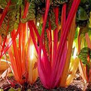 Swiss Chard Seeds,Swiss Chard, Rainbow, Heirloom, 25+Seeds, Non GMO