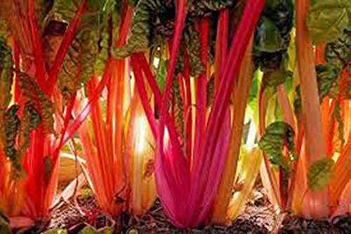 Swiss Chard Seeds,Swiss Chard, Rainbow, Heirloom, 25+Seeds, Non GMO