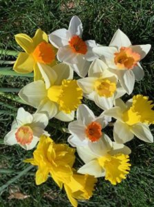 50 daffodil mixture - narcissus large cupped giant mixture