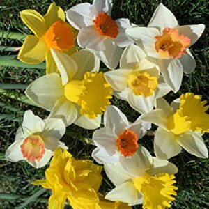 50 Daffodil Mixture - Narcissus Large Cupped Giant Mixture