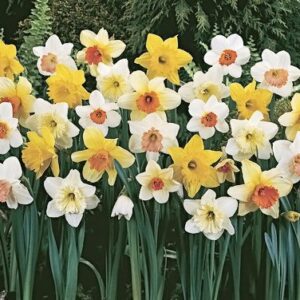 50 Daffodil Mixture - Narcissus Large Cupped Giant Mixture