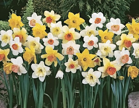 50 Daffodil Mixture - Narcissus Large Cupped Giant Mixture