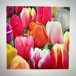 100 landscape mixture tulip bulbs - tulipa triumph