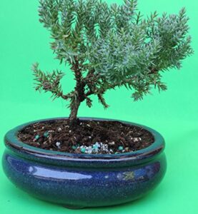 fertilized juniper tree bonsai sold by jm bamboo