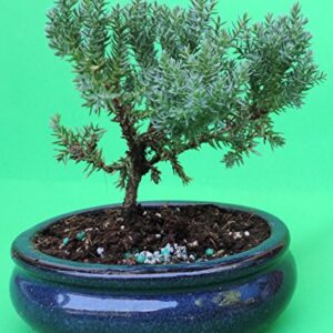 Fertilized Juniper Tree Bonsai Sold by JM Bamboo