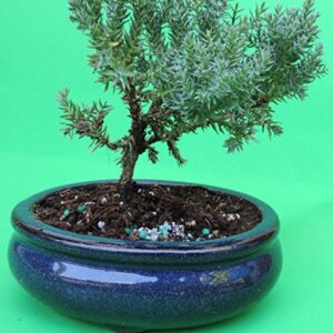 Fertilized Juniper Tree Bonsai Sold by JM Bamboo