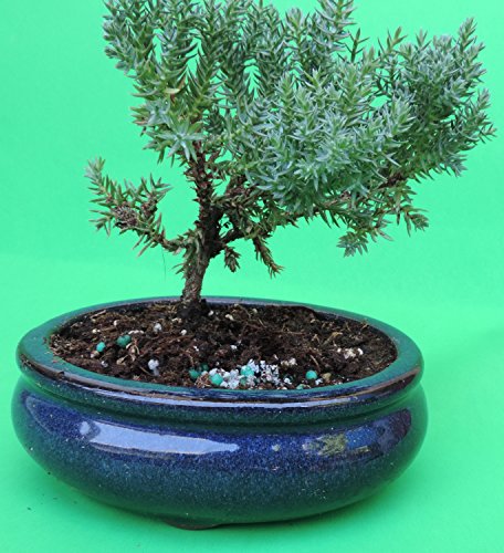 Fertilized Juniper Tree Bonsai Sold by JM Bamboo