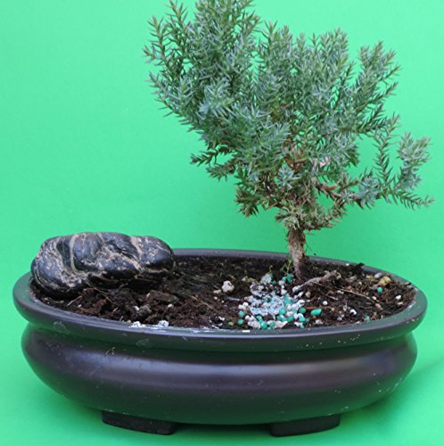 Fertilized Juniper Bonsai with Rock Sold by JM Bamboo