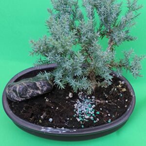 Fertilized Juniper Bonsai with Rock Sold by JM Bamboo