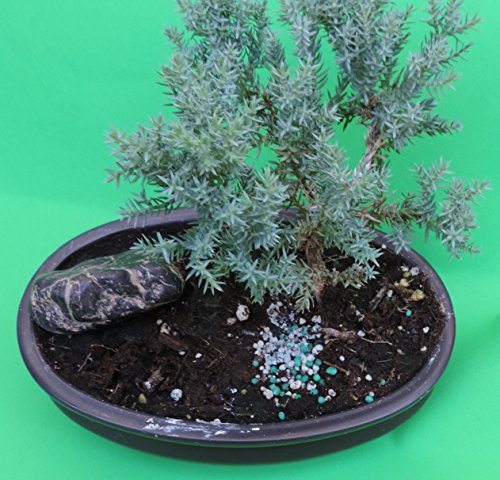 Fertilized Juniper Bonsai with Rock Sold by JM Bamboo