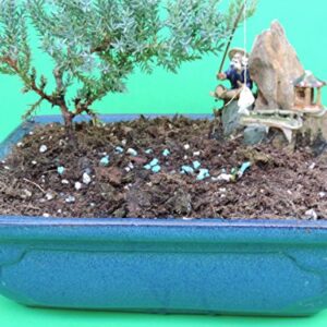 Fertilized Juniper Bonsai Tree with Blue Glazed Handmade vase Sold by JM Bamboo