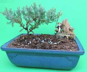 fertilized juniper bonsai tree with blue glazed handmade vase sold by jm bamboo