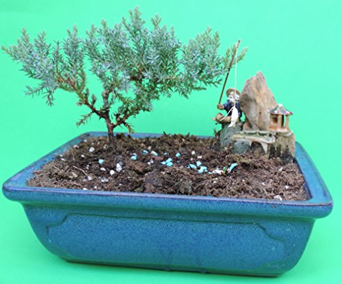 Fertilized Juniper Bonsai Tree with Blue Glazed Handmade vase Sold by JM Bamboo