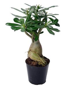 desert rose plant - adenium obesum - natural bonsai or house plant - 4" pot