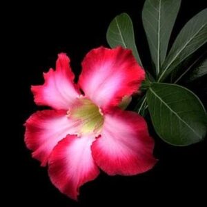 Desert Rose Plant - Adenium obesum - Natural Bonsai or House Plant - 4" Pot