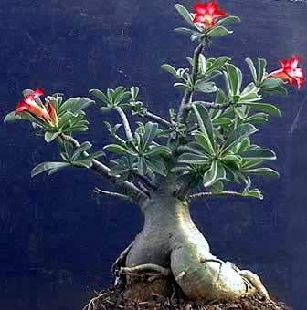 Desert Rose Plant - Adenium obesum - Natural Bonsai or House Plant - 4" Pot