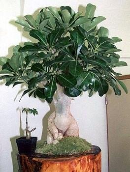 Desert Rose Plant - Adenium obesum - Natural Bonsai or House Plant - 4" Pot