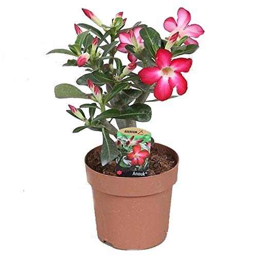 Desert Rose Plant - Adenium obesum - Natural Bonsai or House Plant - 4" Pot