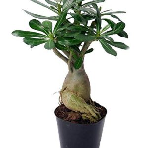 Desert Rose Plant - Adenium obesum - Natural Bonsai or House Plant - 4" Pot