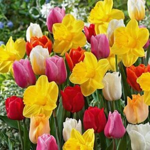 100 all in one mixture - 50 tulips bulbs and 50 daffodil bulbs a colorful mix of tulips and popular dutch master daffodils!