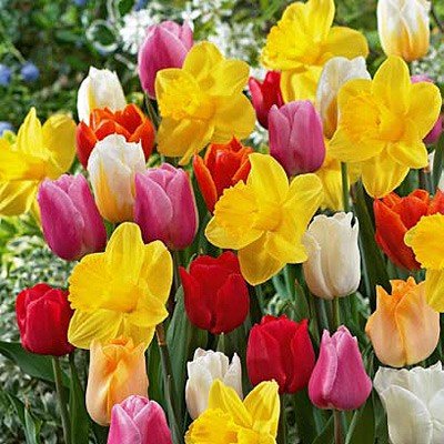 100 All in One Mixture - 50 Tulips Bulbs and 50 Daffodil Bulbs a Colorful Mix of Tulips and Popular Dutch Master Daffodils!